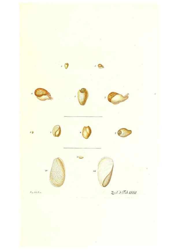 Reproducción/Reproduction 7495557104: Zoologia danica, sev Animalivm Daniae et Norvegiae rariorvm ac minvs notorvm descriptiones et historia .... Havniae :typis N. Mölleri aulae regiae typographi et filii,1788-1806.