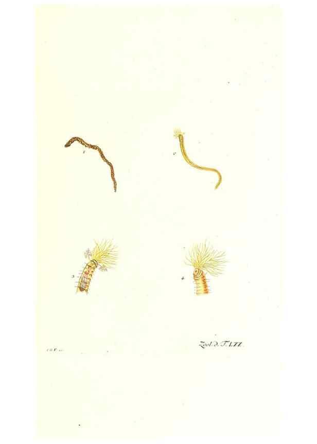 Reproducción/Reproduction 7495555166: Zoologia danica, sev Animalivm Daniae et Norvegiae rariorvm ac minvs notorvm descriptiones et historia .... Havniae :typis N. Mölleri aulae regiae typographi et filii,1788-1806.