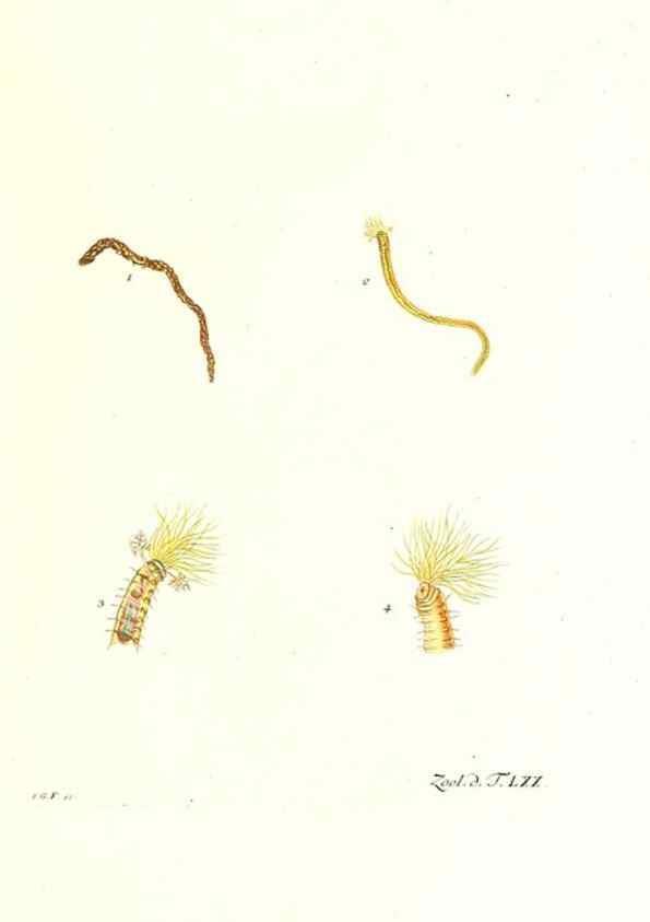 Reproducción/Reproduction 7495555166: Zoologia danica, sev Animalivm Daniae et Norvegiae rariorvm ac minvs notorvm descriptiones et historia .... Havniae :typis N. Mölleri aulae regiae typographi et filii,1788-1806.