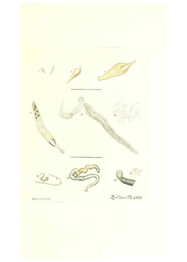Reproducción/Reproduction 7495554034: Zoologia danica, sev Animalivm Daniae et Norvegiae rariorvm ac minvs notorvm descriptiones et historia .... Havniae :typis N. Mölleri aulae regiae typographi et filii,1788-1806.