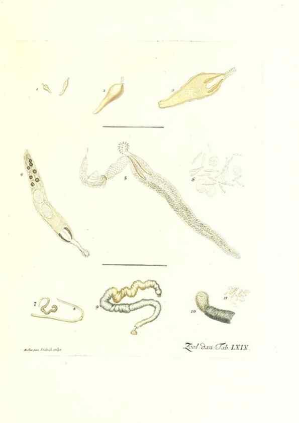 Reproducción/Reproduction 7495554034: Zoologia danica, sev Animalivm Daniae et Norvegiae rariorvm ac minvs notorvm descriptiones et historia .... Havniae :typis N. Mölleri aulae regiae typographi et filii,1788-1806.