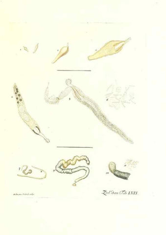 Reproducción/Reproduction 7495554034: Zoologia danica, sev Animalivm Daniae et Norvegiae rariorvm ac minvs notorvm descriptiones et historia .... Havniae :typis N. Mölleri aulae regiae typographi et filii,1788-1806.