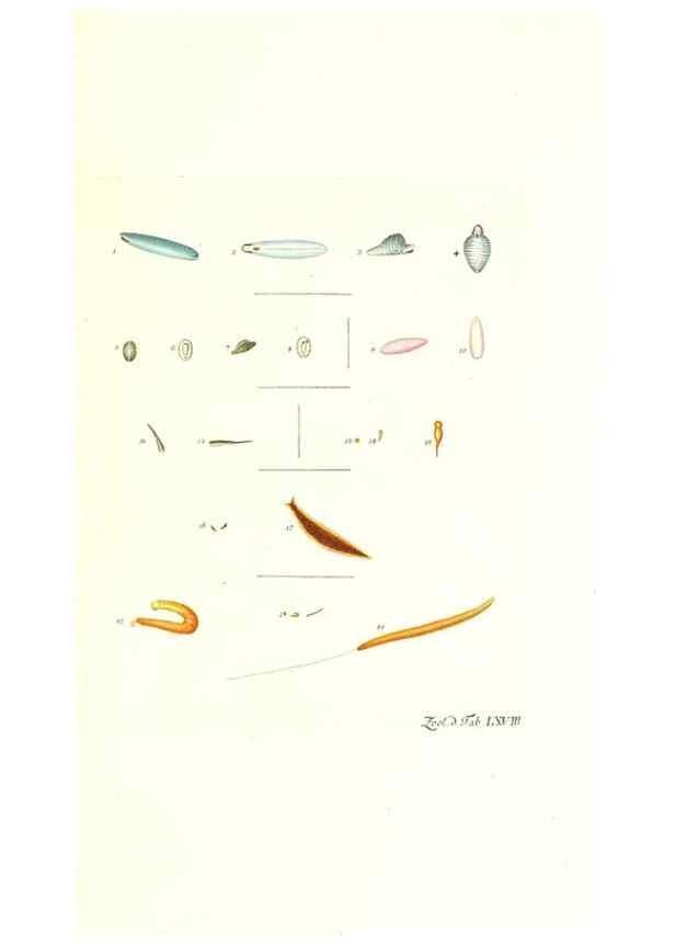 Reproducción/Reproduction 7495552652: Zoologia danica, sev Animalivm Daniae et Norvegiae rariorvm ac minvs notorvm descriptiones et historia .... Havniae :typis N. Mölleri aulae regiae typographi et filii,1788-1806.
