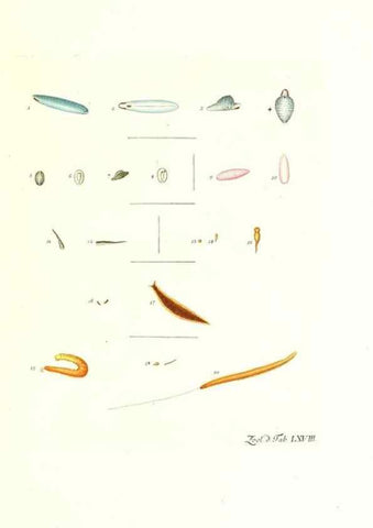 Reproducción/Reproduction 7495552652: Zoologia danica, sev Animalivm Daniae et Norvegiae rariorvm ac minvs notorvm descriptiones et historia .... Havniae :typis N. Mölleri aulae regiae typographi et filii,1788-1806.