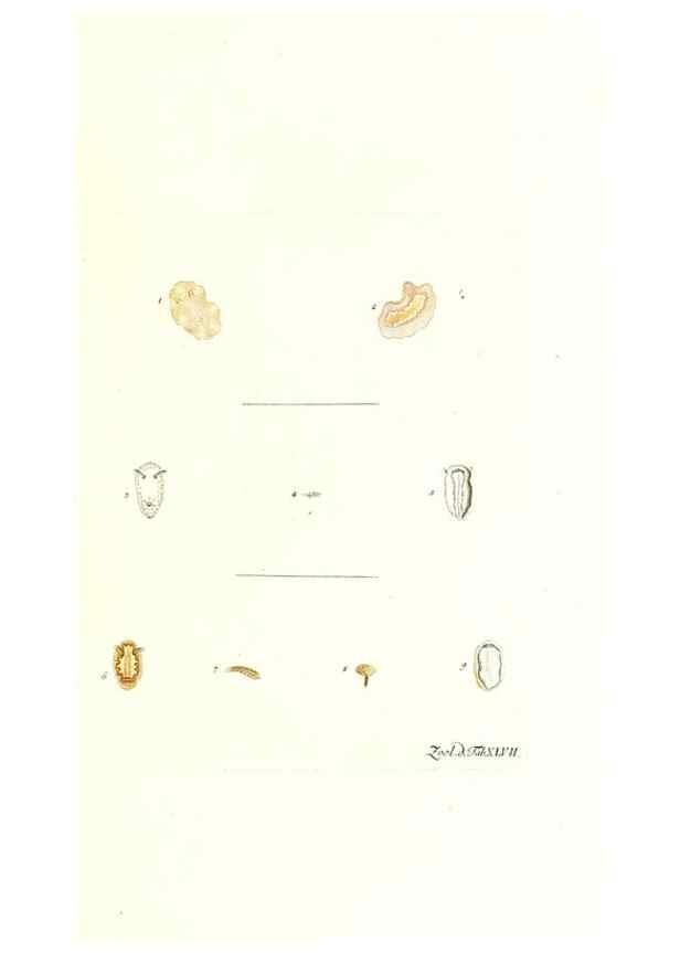 Reproducción/Reproduction 7495526196: Zoologia danica, sev Animalivm Daniae et Norvegiae rariorvm ac minvs notorvm descriptiones et historia .... Havniae :typis N. Mölleri aulae regiae typographi et filii,1788-1806.