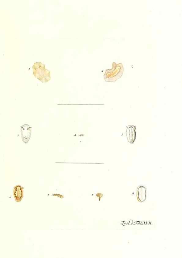 Reproducción/Reproduction 7495526196: Zoologia danica, sev Animalivm Daniae et Norvegiae rariorvm ac minvs notorvm descriptiones et historia .... Havniae :typis N. Mölleri aulae regiae typographi et filii,1788-1806.