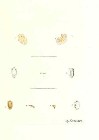 Reproducción/Reproduction 7495526196: Zoologia danica, sev Animalivm Daniae et Norvegiae rariorvm ac minvs notorvm descriptiones et historia .... Havniae :typis N. Mölleri aulae regiae typographi et filii,1788-1806.