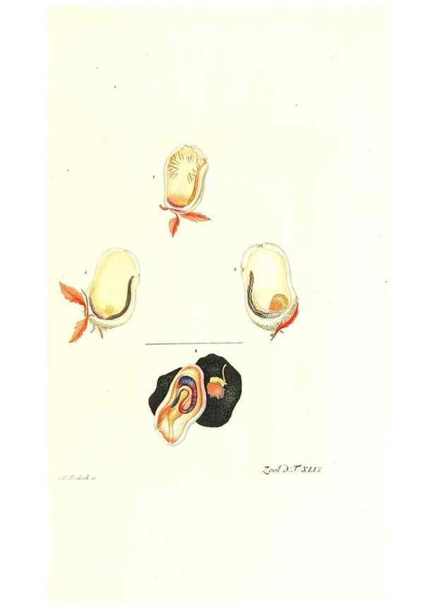 Reproducción/Reproduction 7495527774: Zoologia danica, sev Animalivm Daniae et Norvegiae rariorvm ac minvs notorvm descriptiones et historia .... Havniae :typis N. Mölleri aulae regiae typographi et filii,1788-1806.