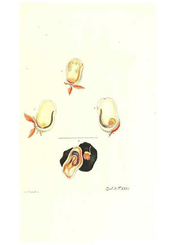 Reproducción/Reproduction 7495527774: Zoologia danica, sev Animalivm Daniae et Norvegiae rariorvm ac minvs notorvm descriptiones et historia .... Havniae :typis N. Mölleri aulae regiae typographi et filii,1788-1806.