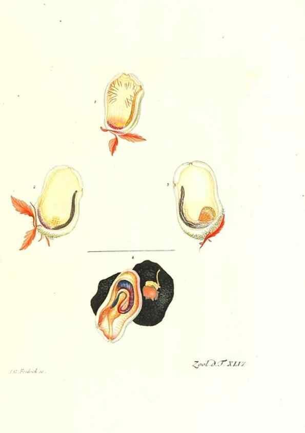 Reproducción/Reproduction 7495527774: Zoologia danica, sev Animalivm Daniae et Norvegiae rariorvm ac minvs notorvm descriptiones et historia .... Havniae :typis N. Mölleri aulae regiae typographi et filii,1788-1806.