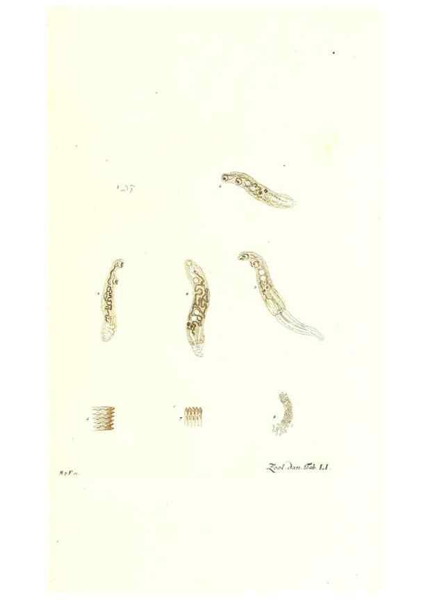 Reproducción/Reproduction 7495529616: Zoologia danica, sev Animalivm Daniae et Norvegiae rariorvm ac minvs notorvm descriptiones et historia .... Havniae :typis N. Mölleri aulae regiae typographi et filii,1788-1806.