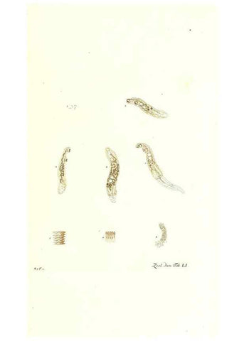 Reproducción/Reproduction 7495529616: Zoologia danica, sev Animalivm Daniae et Norvegiae rariorvm ac minvs notorvm descriptiones et historia .... Havniae :typis N. Mölleri aulae regiae typographi et filii,1788-1806.