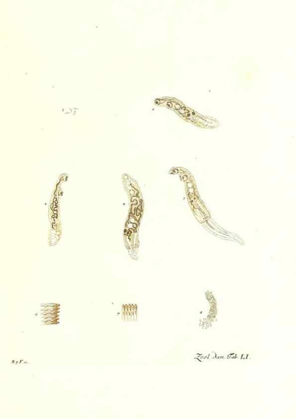 Reproducción/Reproduction 7495529616: Zoologia danica, sev Animalivm Daniae et Norvegiae rariorvm ac minvs notorvm descriptiones et historia .... Havniae :typis N. Mölleri aulae regiae typographi et filii,1788-1806.