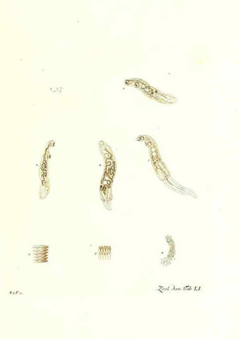 Reproducción/Reproduction 7495529616: Zoologia danica, sev Animalivm Daniae et Norvegiae rariorvm ac minvs notorvm descriptiones et historia .... Havniae :typis N. Mölleri aulae regiae typographi et filii,1788-1806.