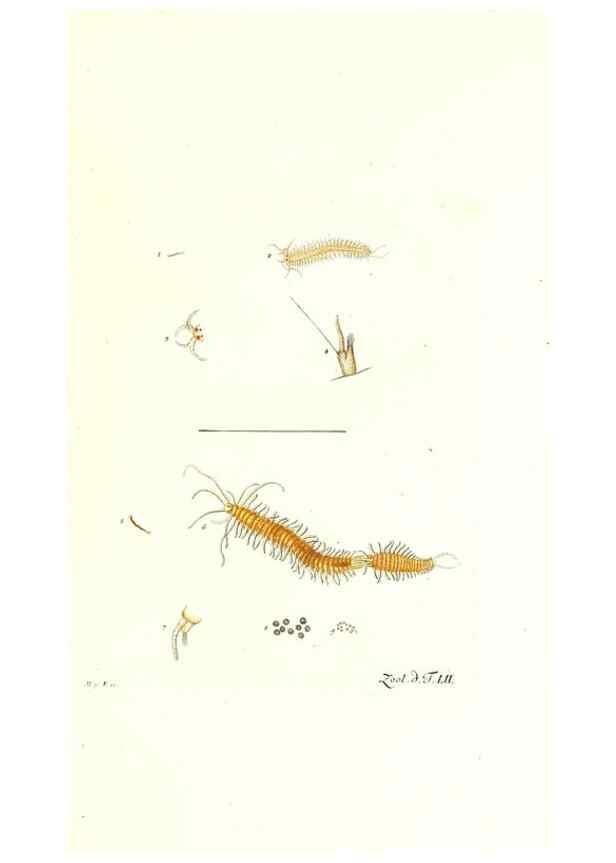 Reproducción/Reproduction 7495531492: Zoologia danica, sev Animalivm Daniae et Norvegiae rariorvm ac minvs notorvm descriptiones et historia .... Havniae :typis N. Mölleri aulae regiae typographi et filii,1788-1806.