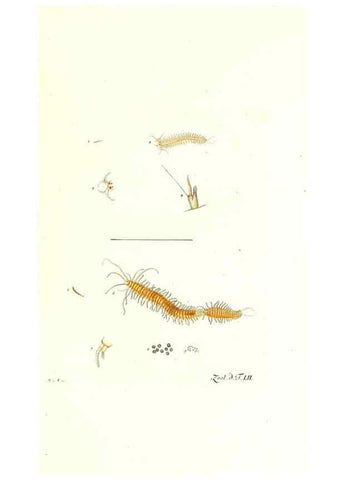 Reproducción/Reproduction 7495531492: Zoologia danica, sev Animalivm Daniae et Norvegiae rariorvm ac minvs notorvm descriptiones et historia .... Havniae :typis N. Mölleri aulae regiae typographi et filii,1788-1806.