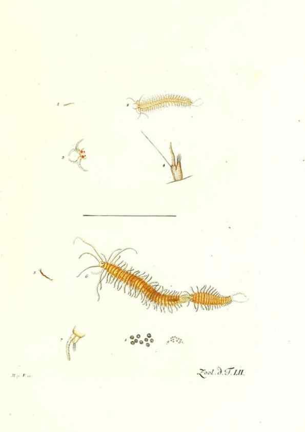 Reproducción/Reproduction 7495531492: Zoologia danica, sev Animalivm Daniae et Norvegiae rariorvm ac minvs notorvm descriptiones et historia .... Havniae :typis N. Mölleri aulae regiae typographi et filii,1788-1806.