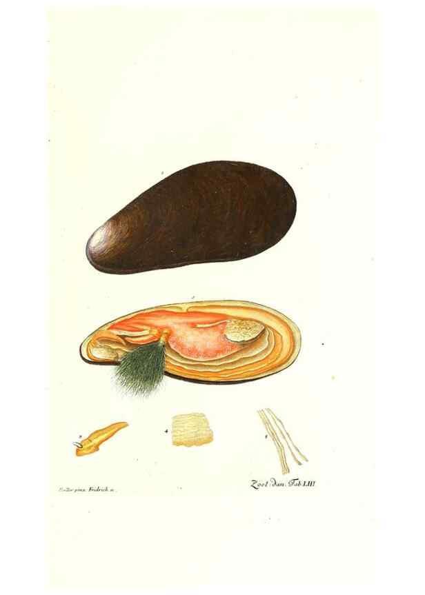 Reproducción/Reproduction 7495533134: Zoologia danica, sev Animalivm Daniae et Norvegiae rariorvm ac minvs notorvm descriptiones et historia .... Havniae :typis N. Mölleri aulae regiae typographi et filii,1788-1806.
