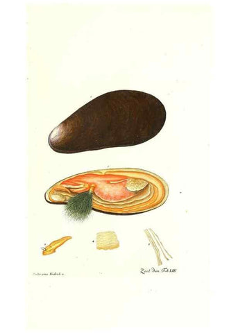 Reproducción/Reproduction 7495533134: Zoologia danica, sev Animalivm Daniae et Norvegiae rariorvm ac minvs notorvm descriptiones et historia .... Havniae :typis N. Mölleri aulae regiae typographi et filii,1788-1806.