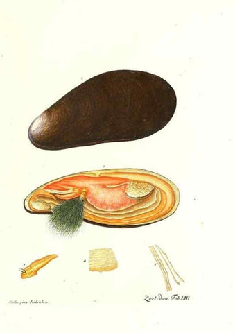 Reproducción/Reproduction 7495533134: Zoologia danica, sev Animalivm Daniae et Norvegiae rariorvm ac minvs notorvm descriptiones et historia .... Havniae :typis N. Mölleri aulae regiae typographi et filii,1788-1806.