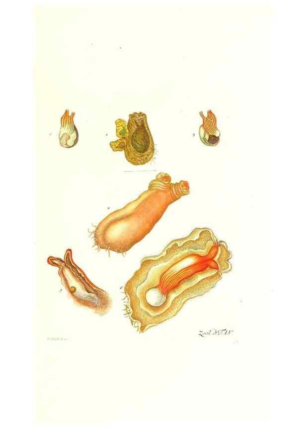 Reproducción/Reproduction 7495536244: Zoologia danica, sev Animalivm Daniae et Norvegiae rariorvm ac minvs notorvm descriptiones et historia .... Havniae :typis N. Mölleri aulae regiae typographi et filii,1788-1806.