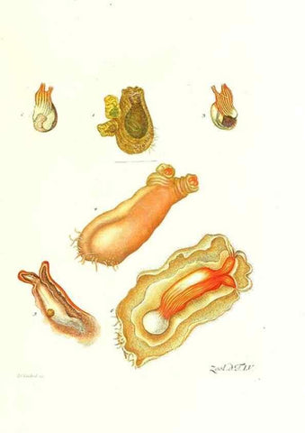 Reproducción/Reproduction 7495536244: Zoologia danica, sev Animalivm Daniae et Norvegiae rariorvm ac minvs notorvm descriptiones et historia .... Havniae :typis N. Mölleri aulae regiae typographi et filii,1788-1806.