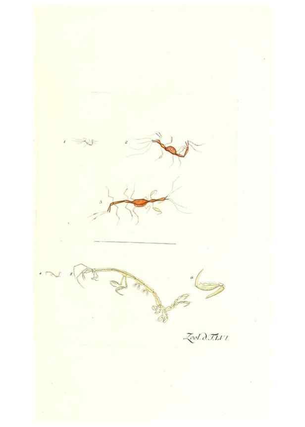 Reproducción/Reproduction 7495537436: Zoologia danica, sev Animalivm Daniae et Norvegiae rariorvm ac minvs notorvm descriptiones et historia .... Havniae :typis N. Mölleri aulae regiae typographi et filii,1788-1806.