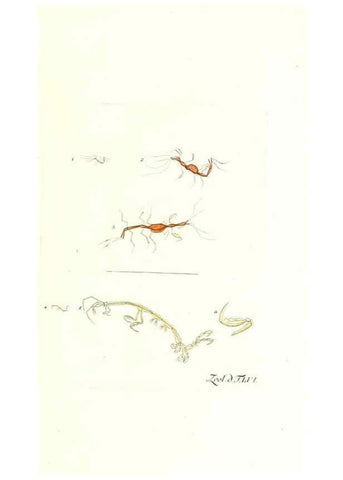 Reproducción/Reproduction 7495537436: Zoologia danica, sev Animalivm Daniae et Norvegiae rariorvm ac minvs notorvm descriptiones et historia .... Havniae :typis N. Mölleri aulae regiae typographi et filii,1788-1806.