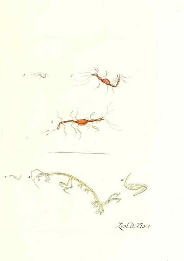 Reproducción/Reproduction 7495537436: Zoologia danica, sev Animalivm Daniae et Norvegiae rariorvm ac minvs notorvm descriptiones et historia .... Havniae :typis N. Mölleri aulae regiae typographi et filii,1788-1806.
