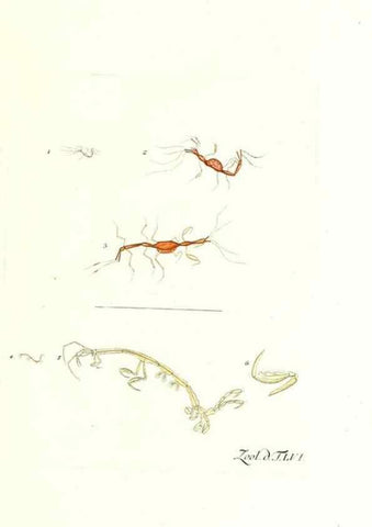 Reproducción/Reproduction 7495537436: Zoologia danica, sev Animalivm Daniae et Norvegiae rariorvm ac minvs notorvm descriptiones et historia .... Havniae :typis N. Mölleri aulae regiae typographi et filii,1788-1806.