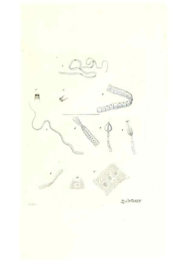 Reproducción/Reproduction 7495523678: Zoologia danica, sev Animalivm Daniae et Norvegiae rariorvm ac minvs notorvm descriptiones et historia .... Havniae :typis N. Mölleri aulae regiae typographi et filii,1788-1806.