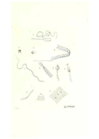 Reproducción/Reproduction 7495523678: Zoologia danica, sev Animalivm Daniae et Norvegiae rariorvm ac minvs notorvm descriptiones et historia .... Havniae :typis N. Mölleri aulae regiae typographi et filii,1788-1806.