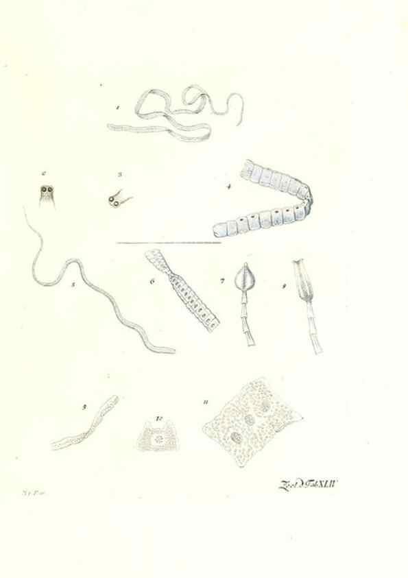 Reproducción/Reproduction 7495523678: Zoologia danica, sev Animalivm Daniae et Norvegiae rariorvm ac minvs notorvm descriptiones et historia .... Havniae :typis N. Mölleri aulae regiae typographi et filii,1788-1806.