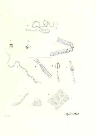 Reproducción/Reproduction 7495523678: Zoologia danica, sev Animalivm Daniae et Norvegiae rariorvm ac minvs notorvm descriptiones et historia .... Havniae :typis N. Mölleri aulae regiae typographi et filii,1788-1806.