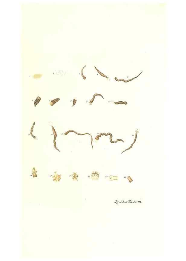 Reproducción/Reproduction 7495539028: Zoologia danica, sev Animalivm Daniae et Norvegiae rariorvm ac minvs notorvm descriptiones et historia .... Havniae :typis N. Mölleri aulae regiae typographi et filii,1788-1806.