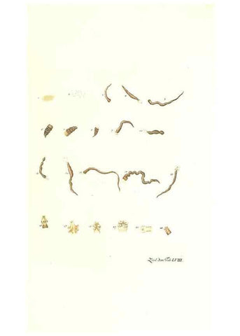 Reproducción/Reproduction 7495539028: Zoologia danica, sev Animalivm Daniae et Norvegiae rariorvm ac minvs notorvm descriptiones et historia .... Havniae :typis N. Mölleri aulae regiae typographi et filii,1788-1806.