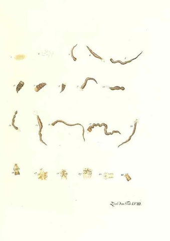 Reproducción/Reproduction 7495539028: Zoologia danica, sev Animalivm Daniae et Norvegiae rariorvm ac minvs notorvm descriptiones et historia .... Havniae :typis N. Mölleri aulae regiae typographi et filii,1788-1806.