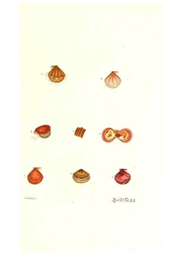 Reproducción/Reproduction 7495542150: Zoologia danica, sev Animalivm Daniae et Norvegiae rariorvm ac minvs notorvm descriptiones et historia .... Havniae :typis N. Mölleri aulae regiae typographi et filii,1788-1806.