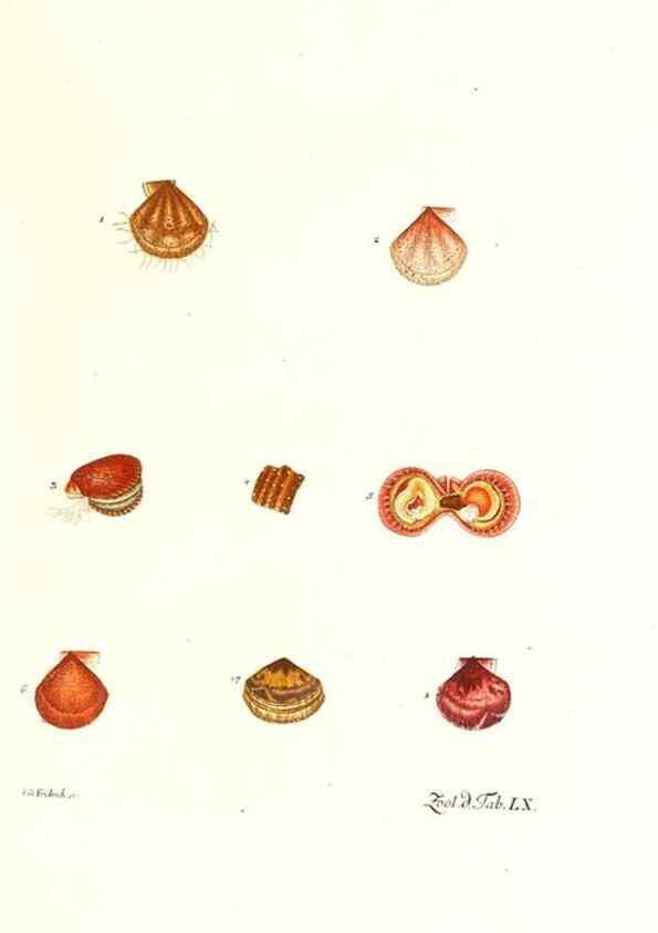 Reproducción/Reproduction 7495542150: Zoologia danica, sev Animalivm Daniae et Norvegiae rariorvm ac minvs notorvm descriptiones et historia .... Havniae :typis N. Mölleri aulae regiae typographi et filii,1788-1806.