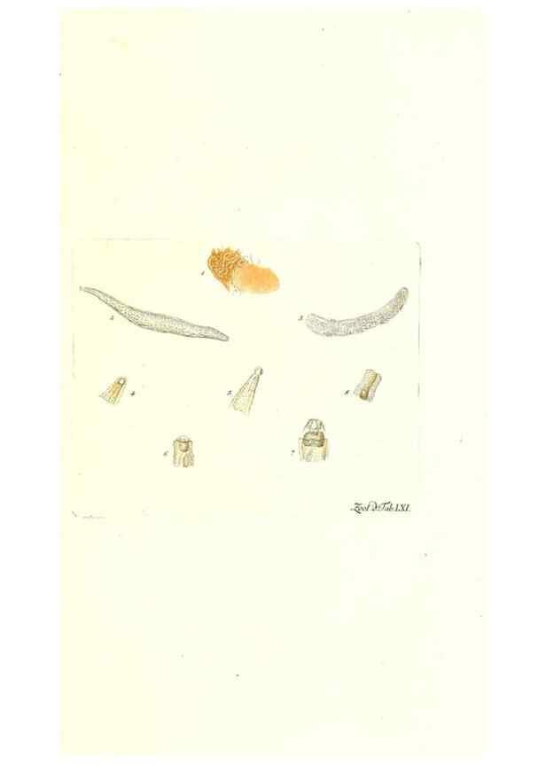 Reproducción/Reproduction 7495543708: Zoologia danica, sev Animalivm Daniae et Norvegiae rariorvm ac minvs notorvm descriptiones et historia .... Havniae :typis N. Mölleri aulae regiae typographi et filii,1788-1806.
