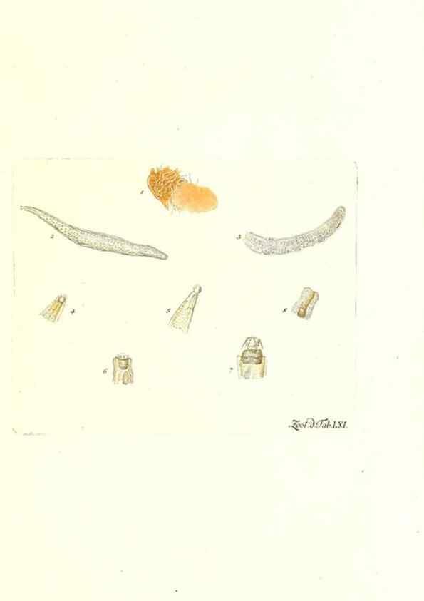Reproducción/Reproduction 7495543708: Zoologia danica, sev Animalivm Daniae et Norvegiae rariorvm ac minvs notorvm descriptiones et historia .... Havniae :typis N. Mölleri aulae regiae typographi et filii,1788-1806.