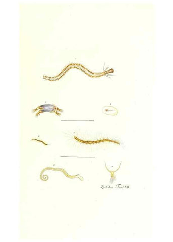 Reproducción/Reproduction 7495545366: Zoologia danica, sev Animalivm Daniae et Norvegiae rariorvm ac minvs notorvm descriptiones et historia .... Havniae :typis N. Mölleri aulae regiae typographi et filii,1788-1806.