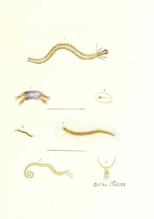 Reproducción/Reproduction 7495545366: Zoologia danica, sev Animalivm Daniae et Norvegiae rariorvm ac minvs notorvm descriptiones et historia .... Havniae :typis N. Mölleri aulae regiae typographi et filii,1788-1806.