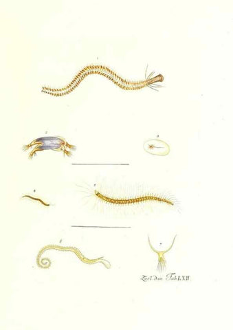 Reproducción/Reproduction 7495545366: Zoologia danica, sev Animalivm Daniae et Norvegiae rariorvm ac minvs notorvm descriptiones et historia .... Havniae :typis N. Mölleri aulae regiae typographi et filii,1788-1806.