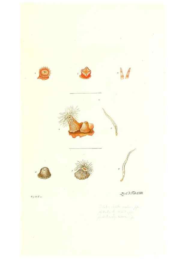 Reproducción/Reproduction 7495546502: Zoologia danica, sev Animalivm Daniae et Norvegiae rariorvm ac minvs notorvm descriptiones et historia .... Havniae :typis N. Mölleri aulae regiae typographi et filii,1788-1806.