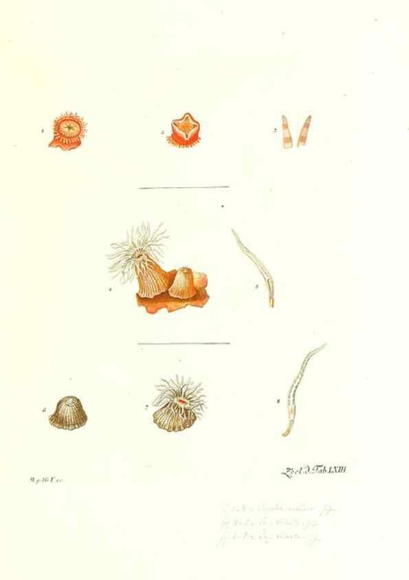 Reproducción/Reproduction 7495546502: Zoologia danica, sev Animalivm Daniae et Norvegiae rariorvm ac minvs notorvm descriptiones et historia .... Havniae :typis N. Mölleri aulae regiae typographi et filii,1788-1806.