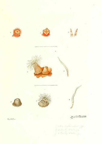 Reproducción/Reproduction 7495546502: Zoologia danica, sev Animalivm Daniae et Norvegiae rariorvm ac minvs notorvm descriptiones et historia .... Havniae :typis N. Mölleri aulae regiae typographi et filii,1788-1806.