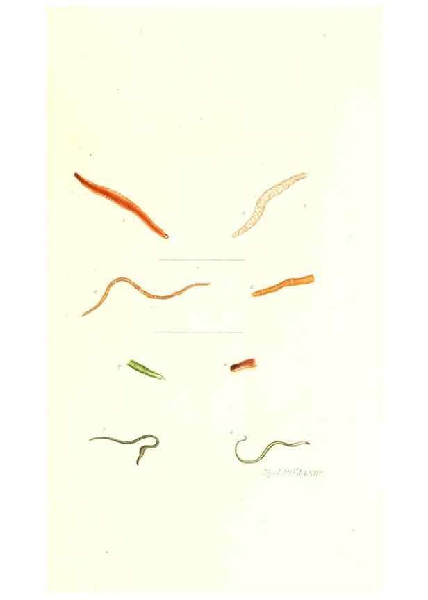 Reproducción/Reproduction 7495548070: Zoologia danica, sev Animalivm Daniae et Norvegiae rariorvm ac minvs notorvm descriptiones et historia .... Havniae :typis N. Mölleri aulae regiae typographi et filii,1788-1806.