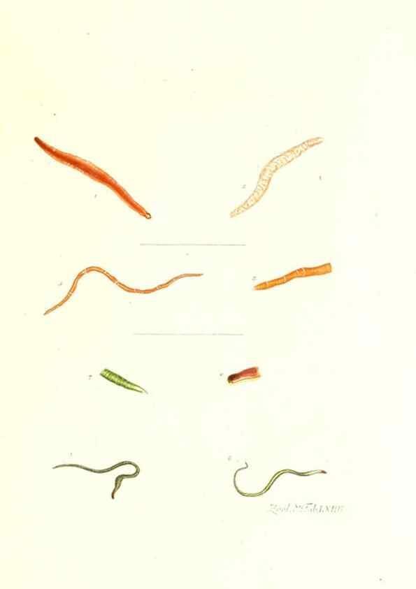 Reproducción/Reproduction 7495548070: Zoologia danica, sev Animalivm Daniae et Norvegiae rariorvm ac minvs notorvm descriptiones et historia .... Havniae :typis N. Mölleri aulae regiae typographi et filii,1788-1806.
