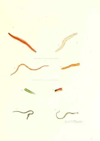 Reproducción/Reproduction 7495548070: Zoologia danica, sev Animalivm Daniae et Norvegiae rariorvm ac minvs notorvm descriptiones et historia .... Havniae :typis N. Mölleri aulae regiae typographi et filii,1788-1806.